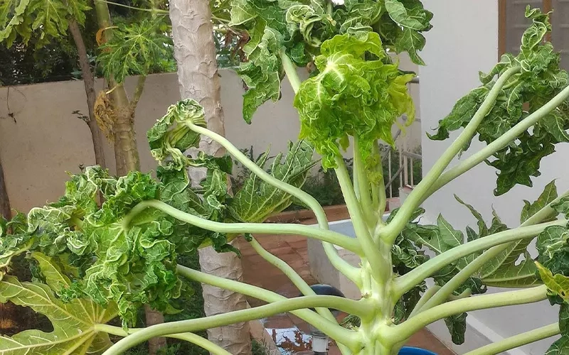 Đọt đu đủ ăn được không