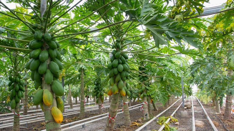 Đọt đu đủ có tốt không