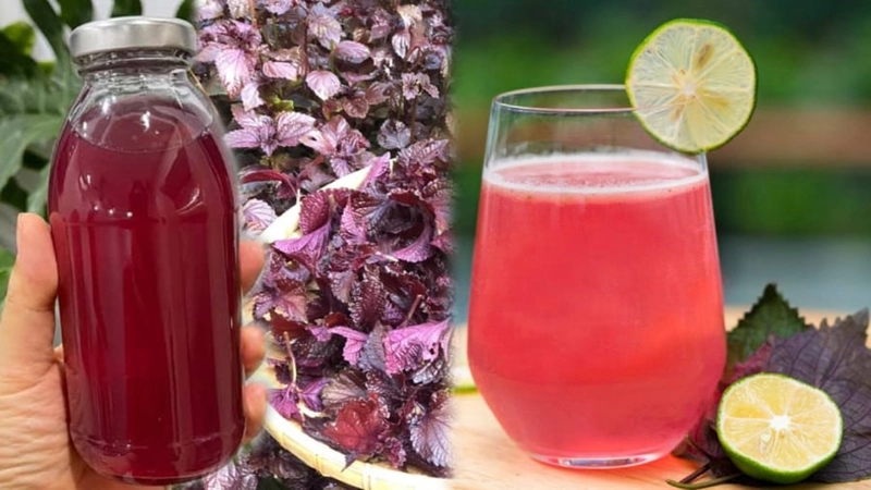Nước lá tía tô đường phèn chanh có tác dụng gì