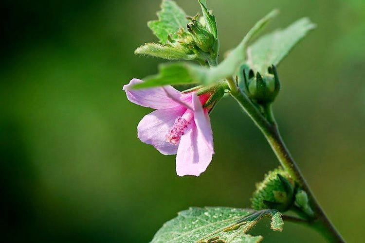 ngâm rượu ké hoa đào chuẩn