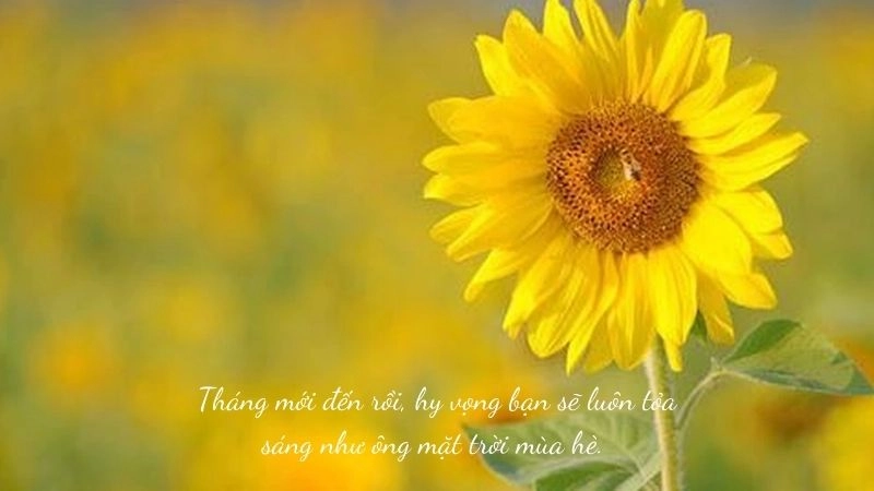 Caption hy vọng may mắn