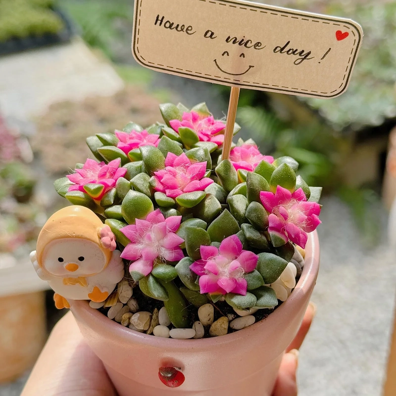 Caption sen đá đăng ảnh nhẹ nhàng
