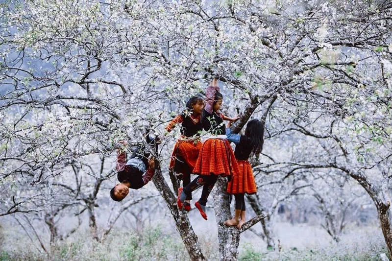 Caption về hoa mận