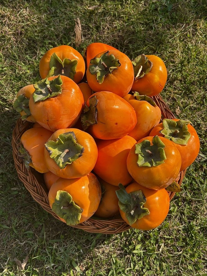 Caption về quả hồng mang màu hoài niệm