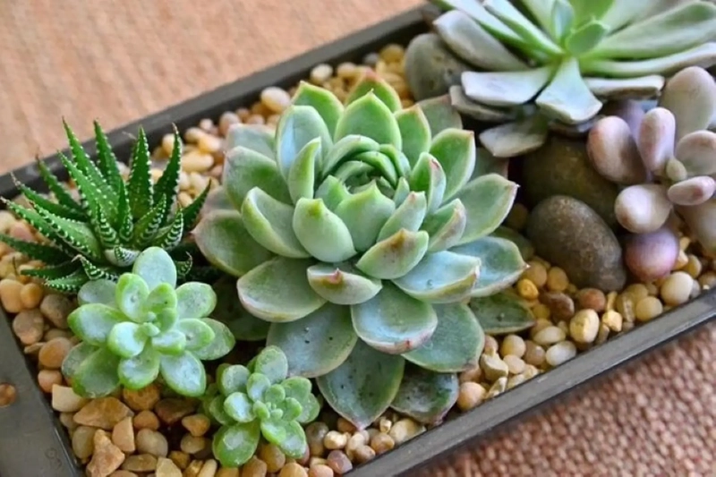 Câu nói hay về sen đá mang chút suy tư