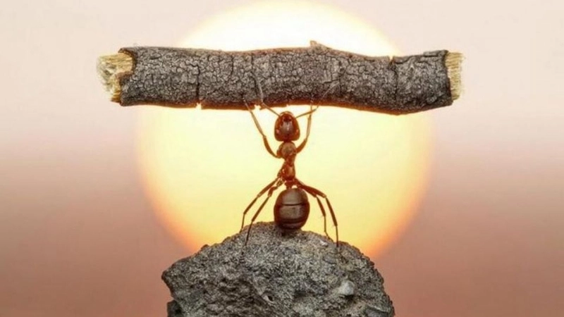 Câu nói hay về ý chí nghị lực bằng tiếng Anh