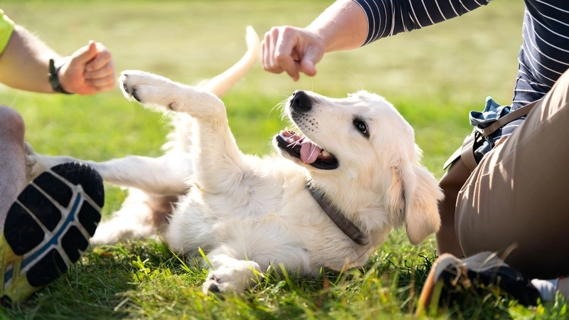 Những câu nói hay về người và chó