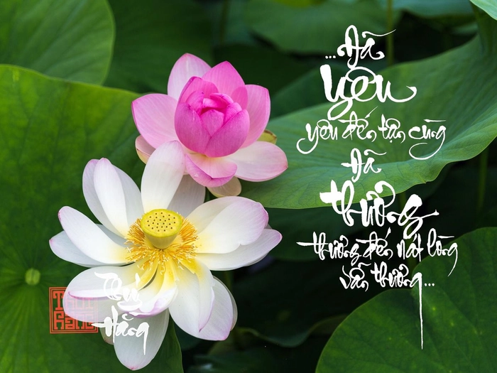 Những câu nói vui về hoa sen