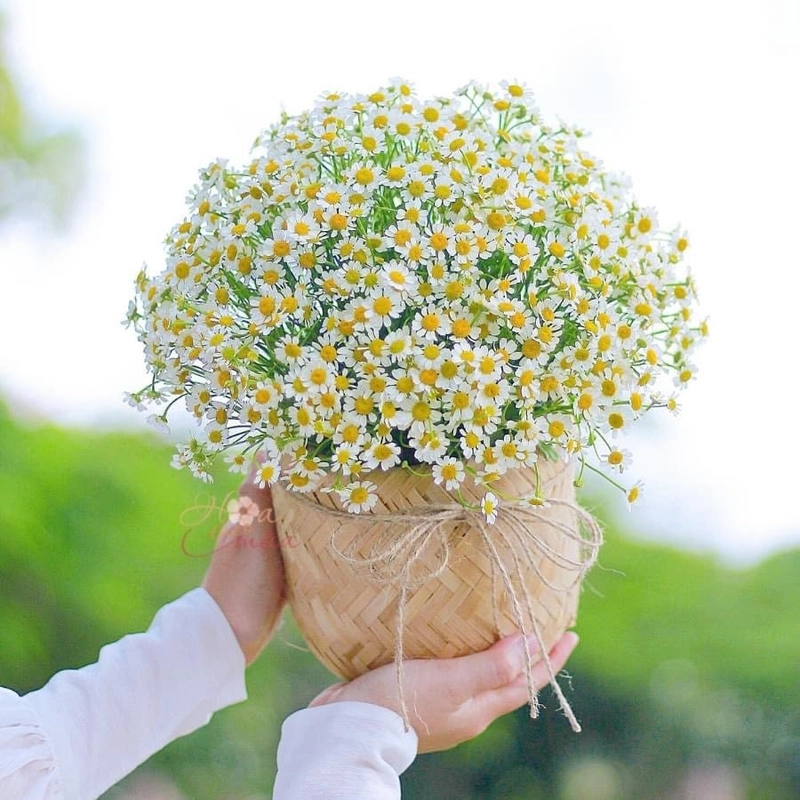 Những dòng status về cúc họa mi và hy vọng