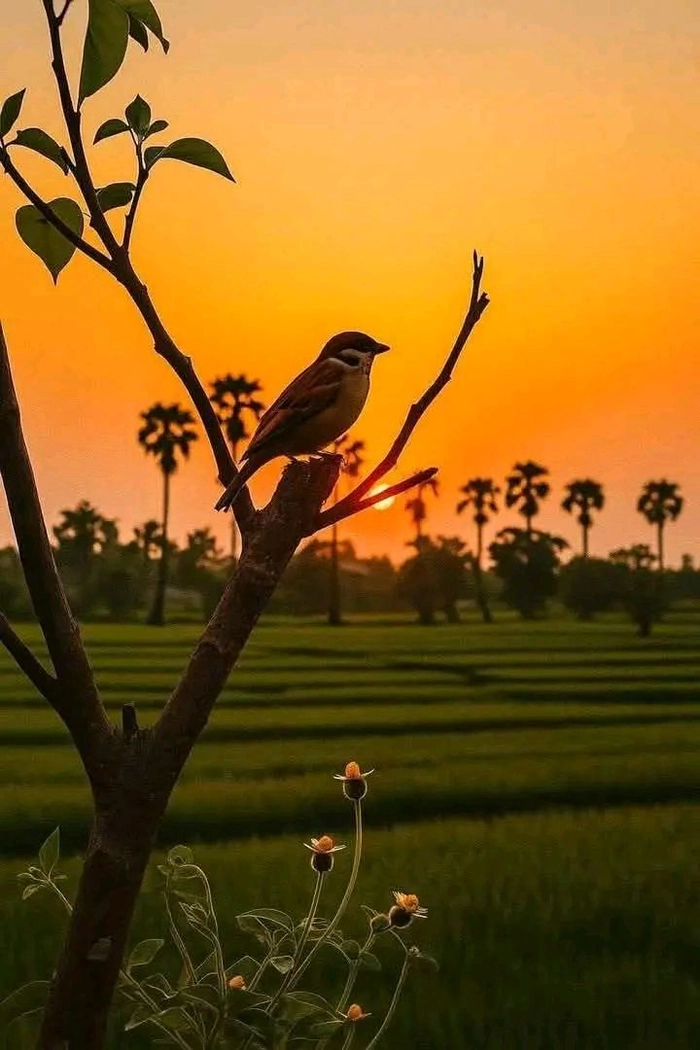 STT về cuộc sống bình yên bên gia đình