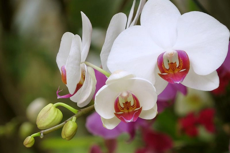 Stt hài hước về hoa lan